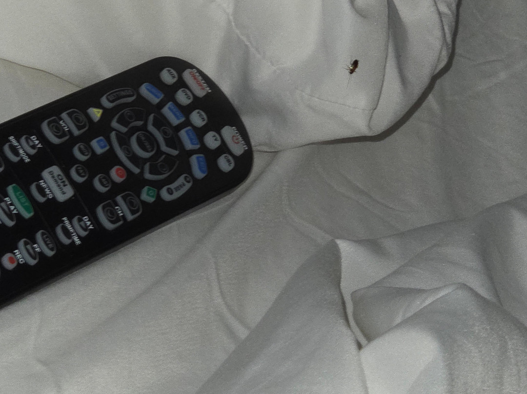 Rodeway Inn Sun City Center主图