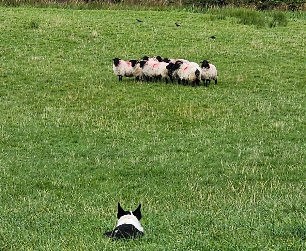 Atlantic Sheepdogs-Grange必去景点