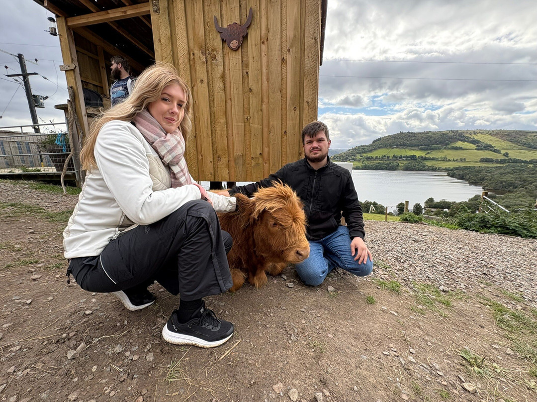 Loch Ness Highland Cows