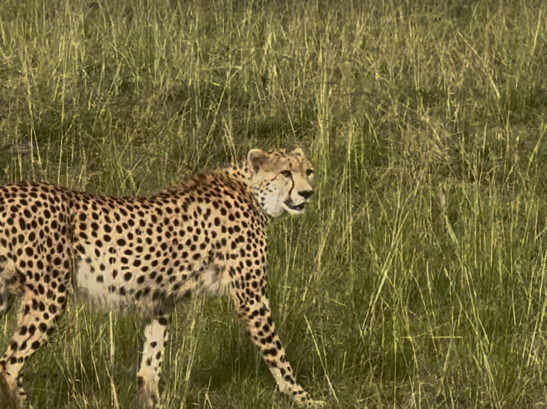 Steenbok Safaris and Car Hire-内罗毕必去景点