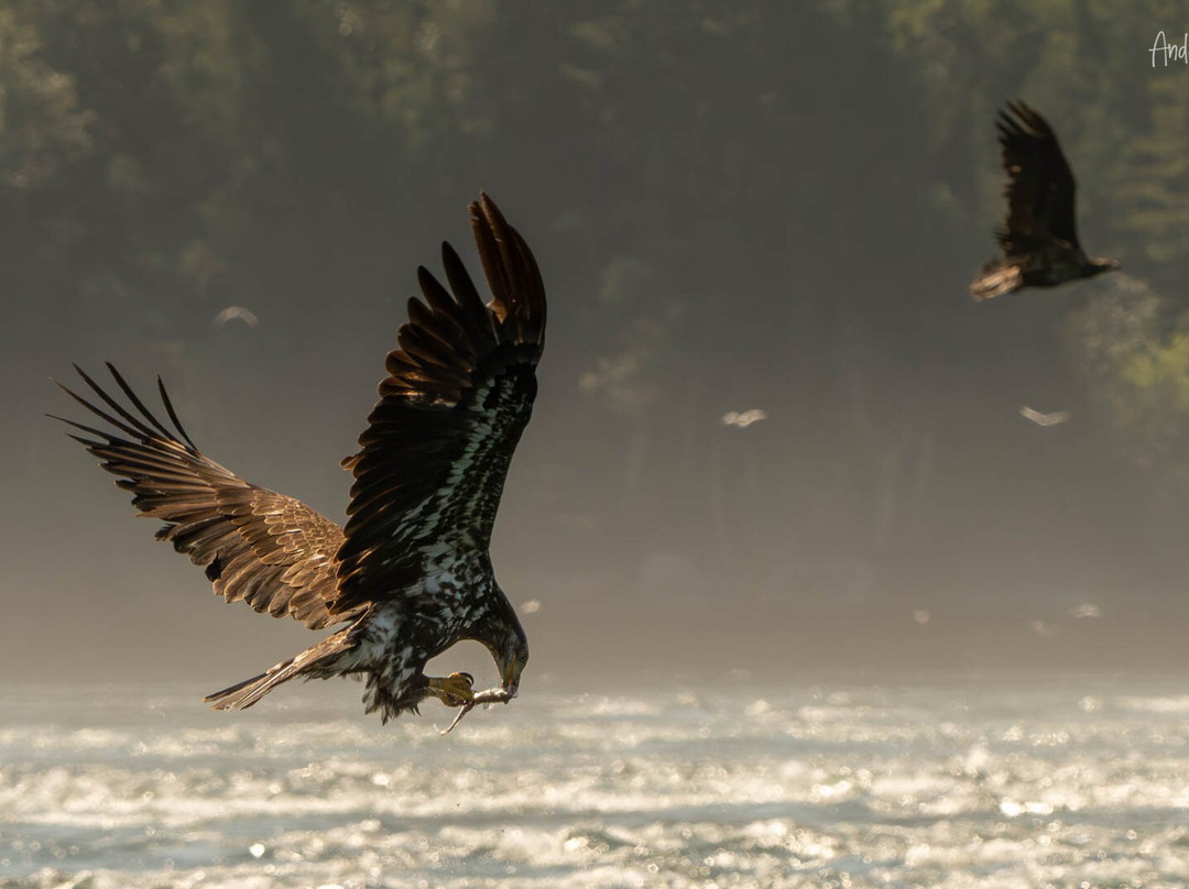 Adventure Quest Tours Canada Inc-坎贝尔里弗必去景点