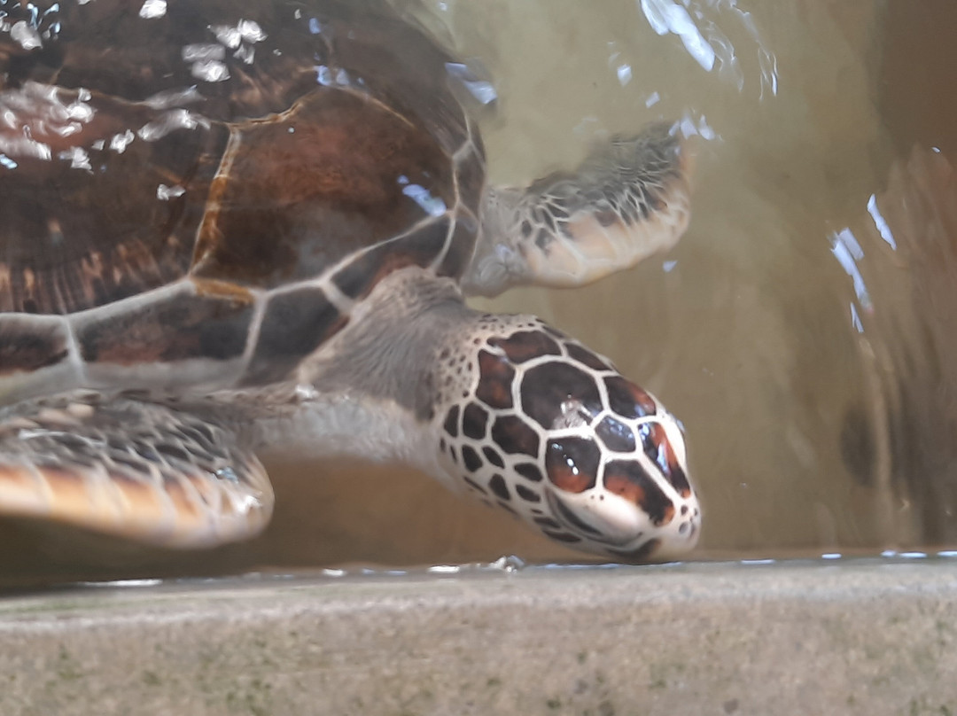 Lanka Travel Bee-尼甘布必去景点