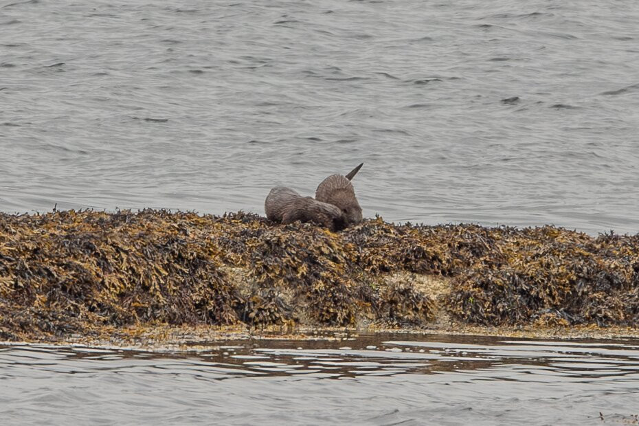 Mull Wildlife Tours-Craignure必去景点