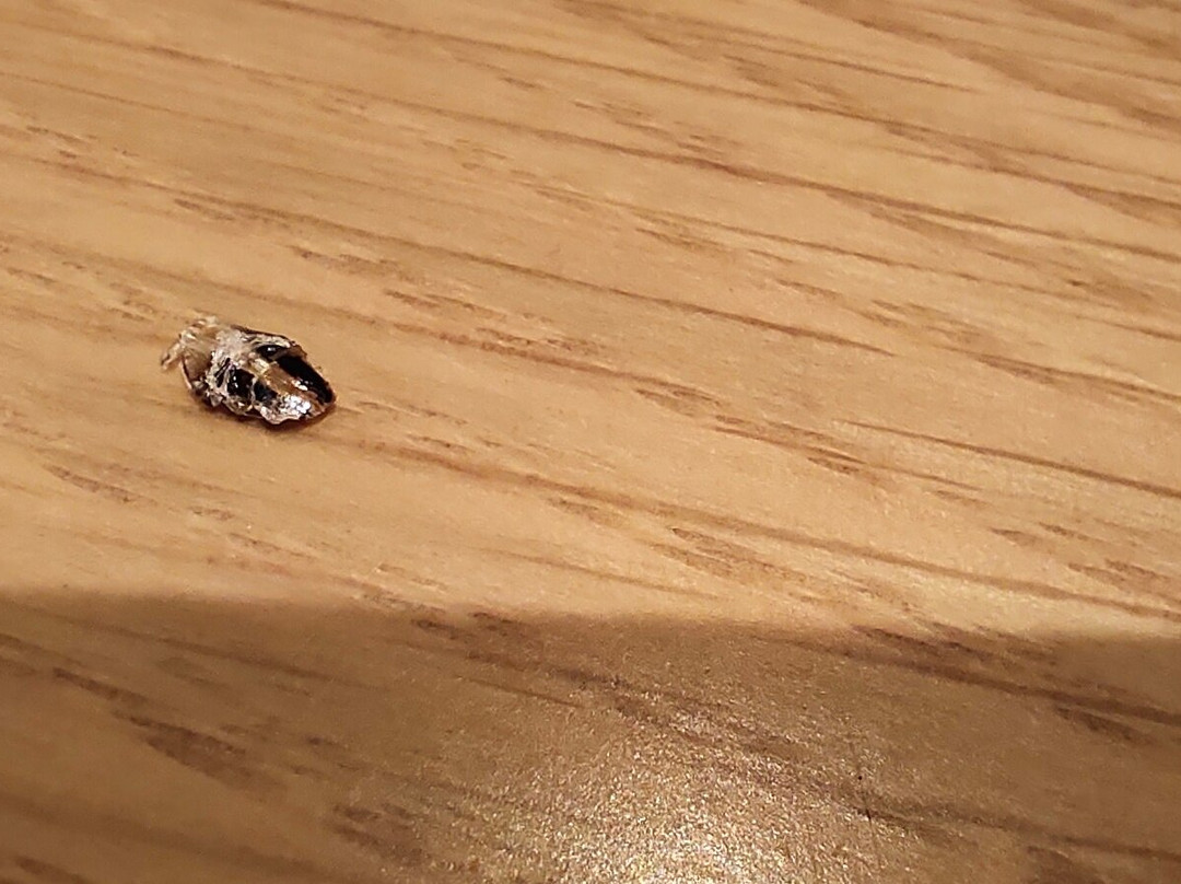 Hotel Grand Canyon主图