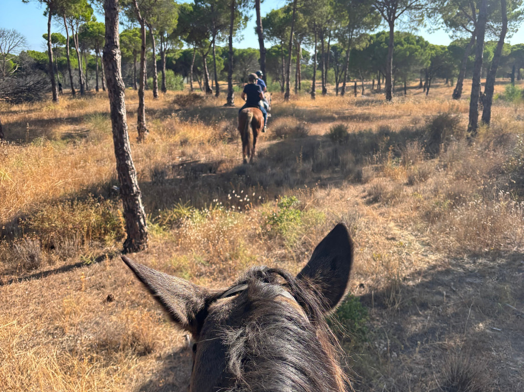 Pinetrees Horse Riding-Almancil必去景点