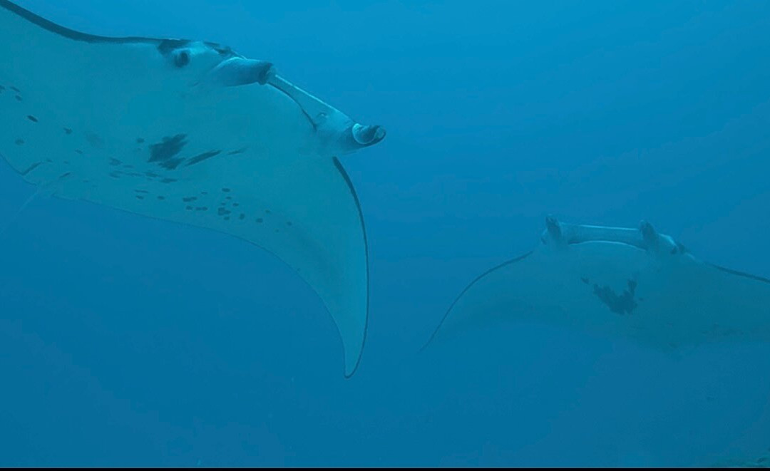 Maupiti Diving-Maupiti Island必去景点