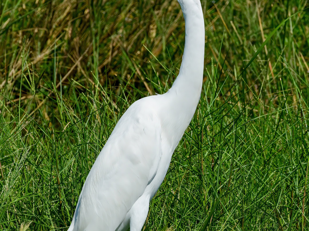 Jocelyn Nungaray National Wildlife Refuge-Anahuac必去景点