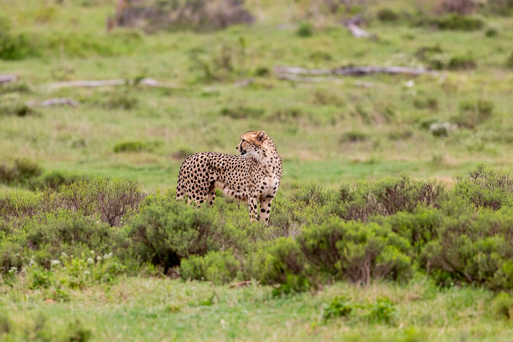 Pumba Private Game Reserve Day Safari-格拉罕镇必去景点