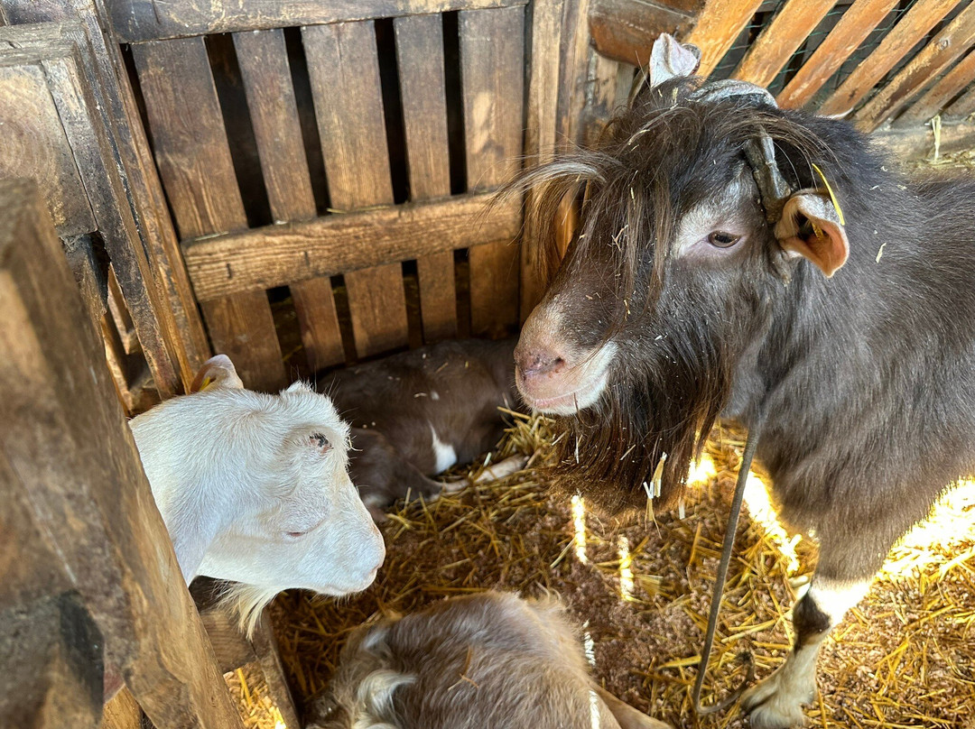 Typical Breakfast with Goats-Rabo de Peixe必去景点