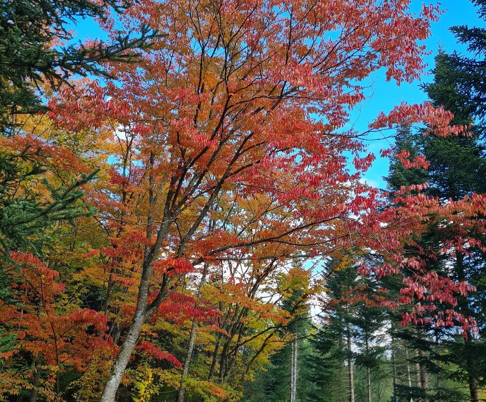 Weltwald-弗赖辛必去景点