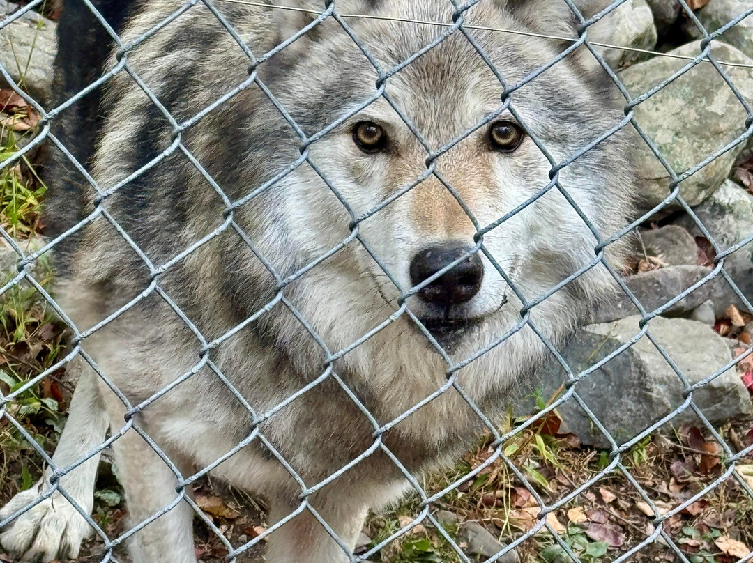 Lakota Wolf Preserve-Columbia必去景点