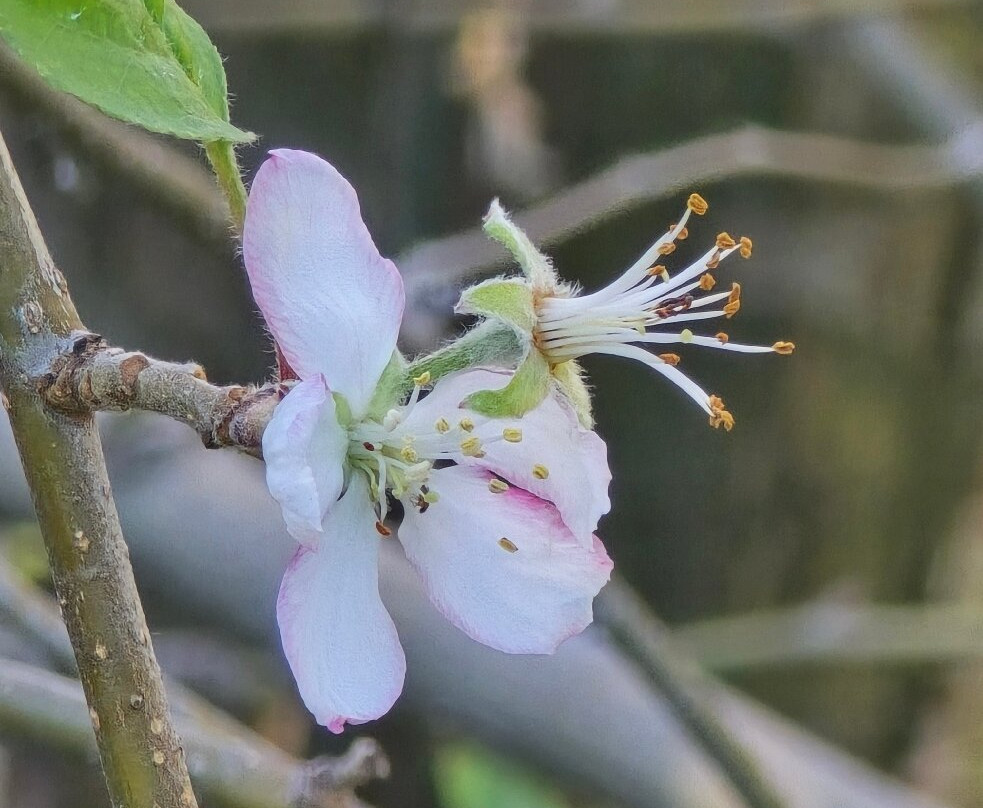 Red Apple Barn-Ellijay必去景点