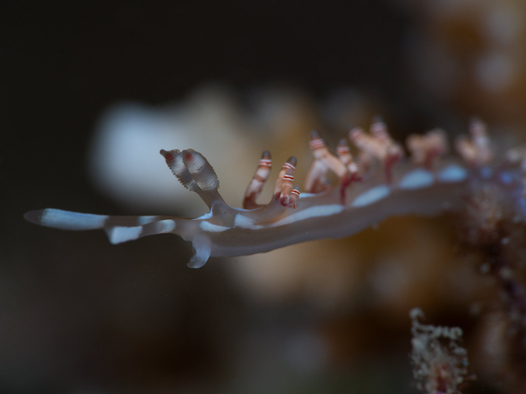 Océane's Dream-Ambatoloaka必去景点