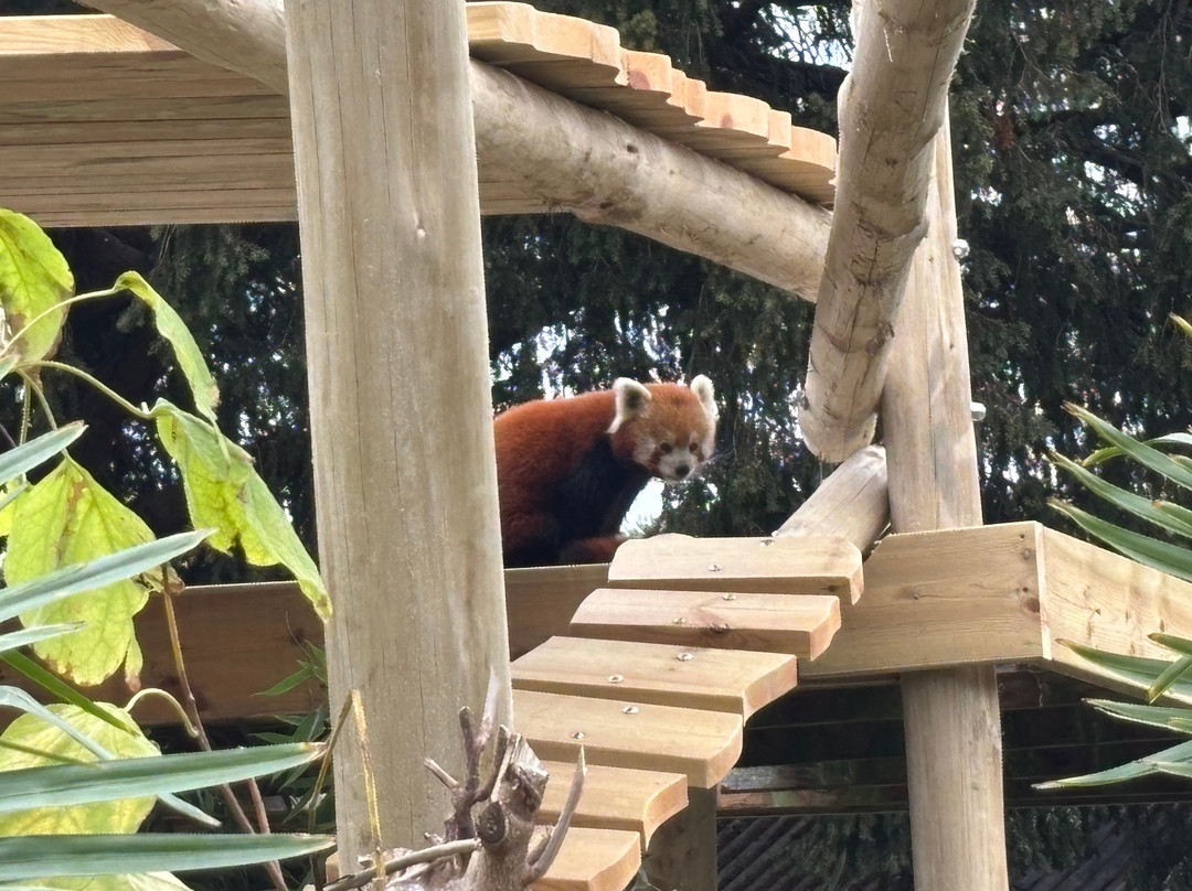Colchester Zoo-科尔切斯特必去景点