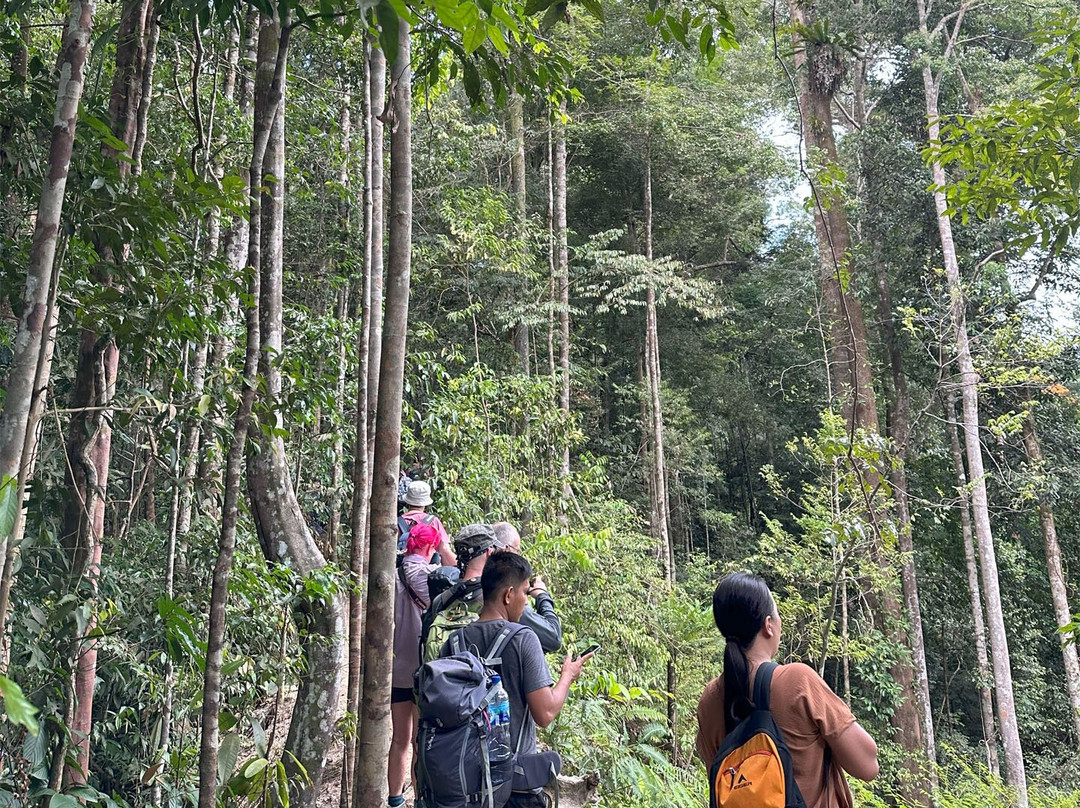 Sumatra Orangutan Tours-武吉拉旺必去景点