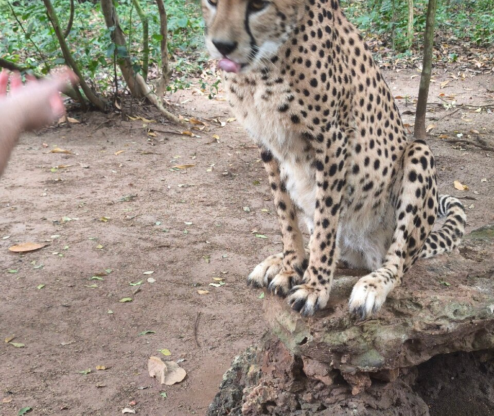 猎豹动物园-桑给巴尔岛必去景点