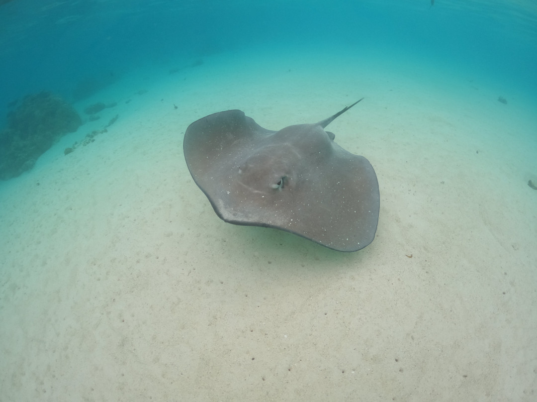 Captain Taina-哈皮迪必去景点