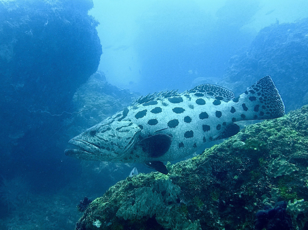 Dive Planet Mafia Island-Utende必去景点