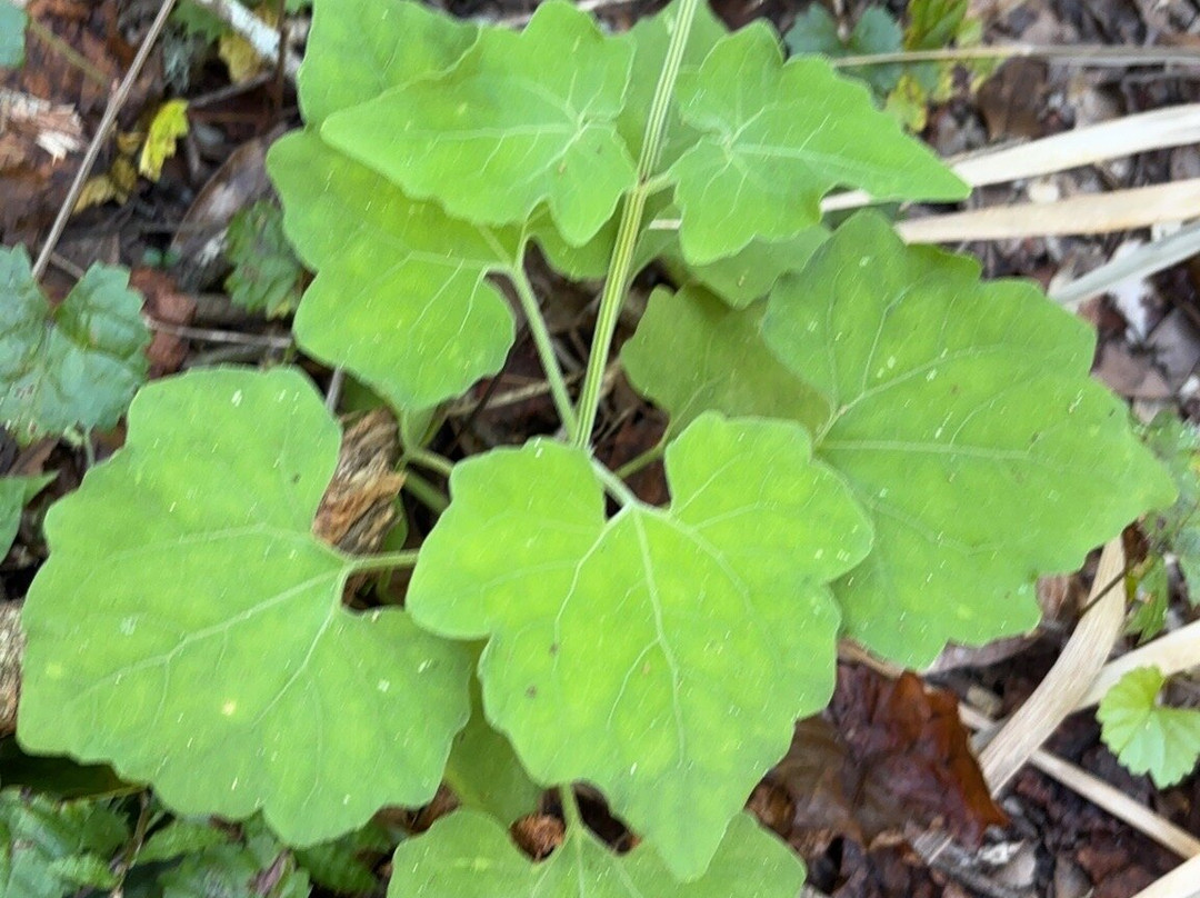 Enchanted Forest Sanctuary-泰特斯维尔必去景点