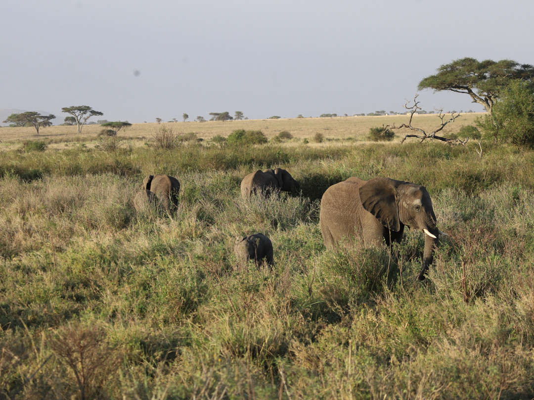 Tanzania-Experience-阿鲁沙必去景点