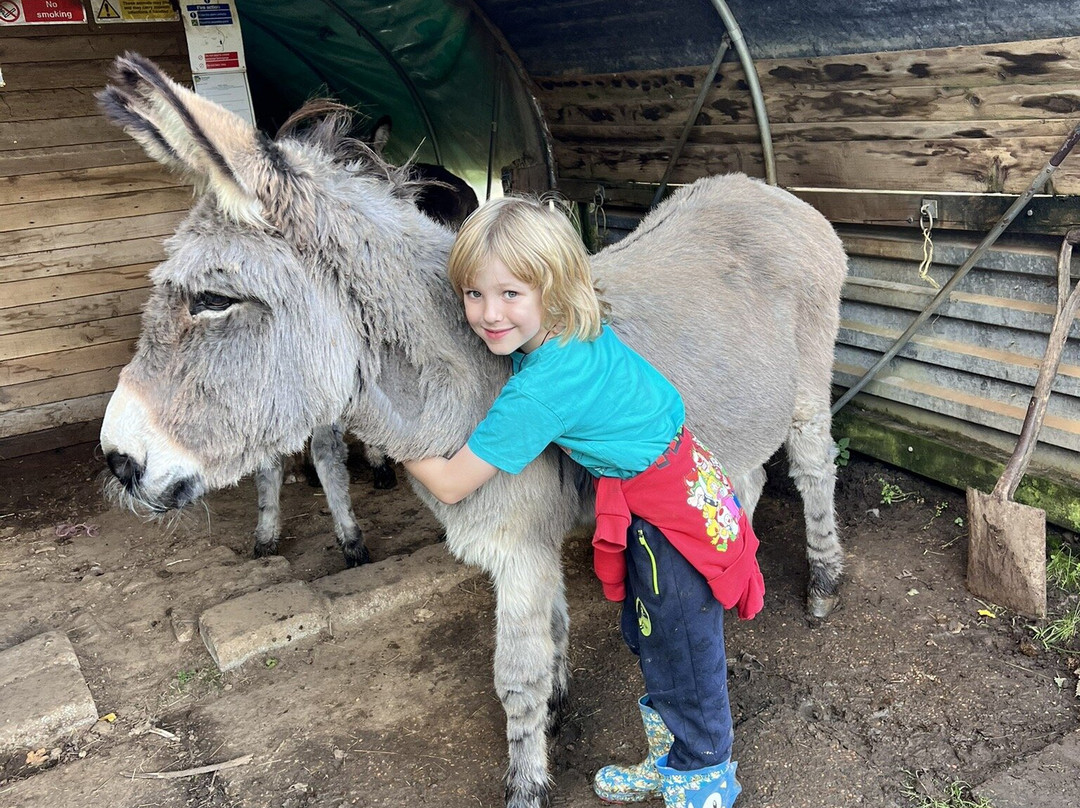 Donkey Walking Adventures-Beaminster必去景点