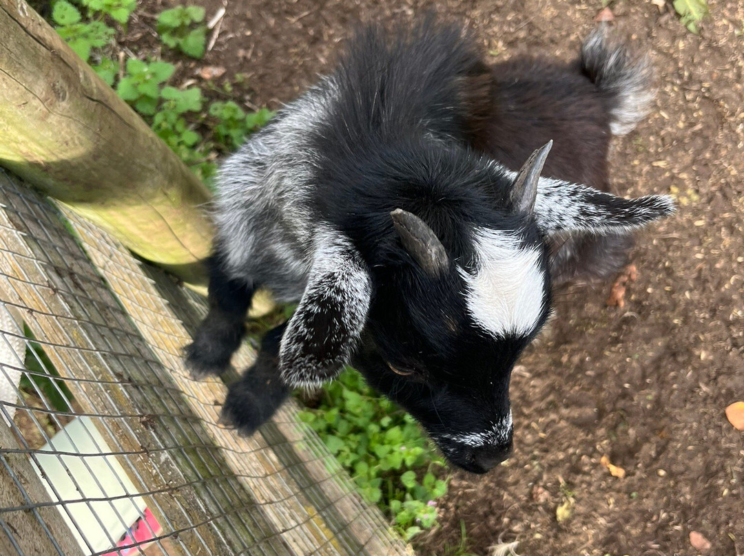 Old Down Country Park & Weddings-Old Down必去景点