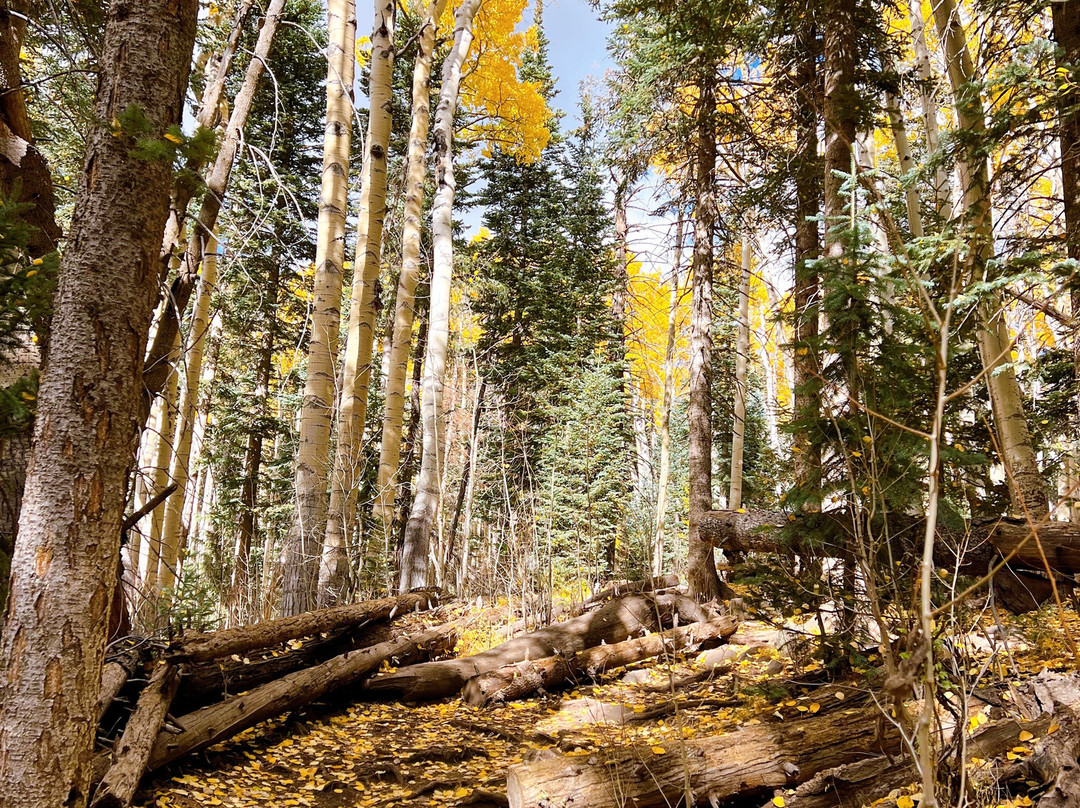 Arizona Snowbowl-弗拉格斯塔夫必去景点