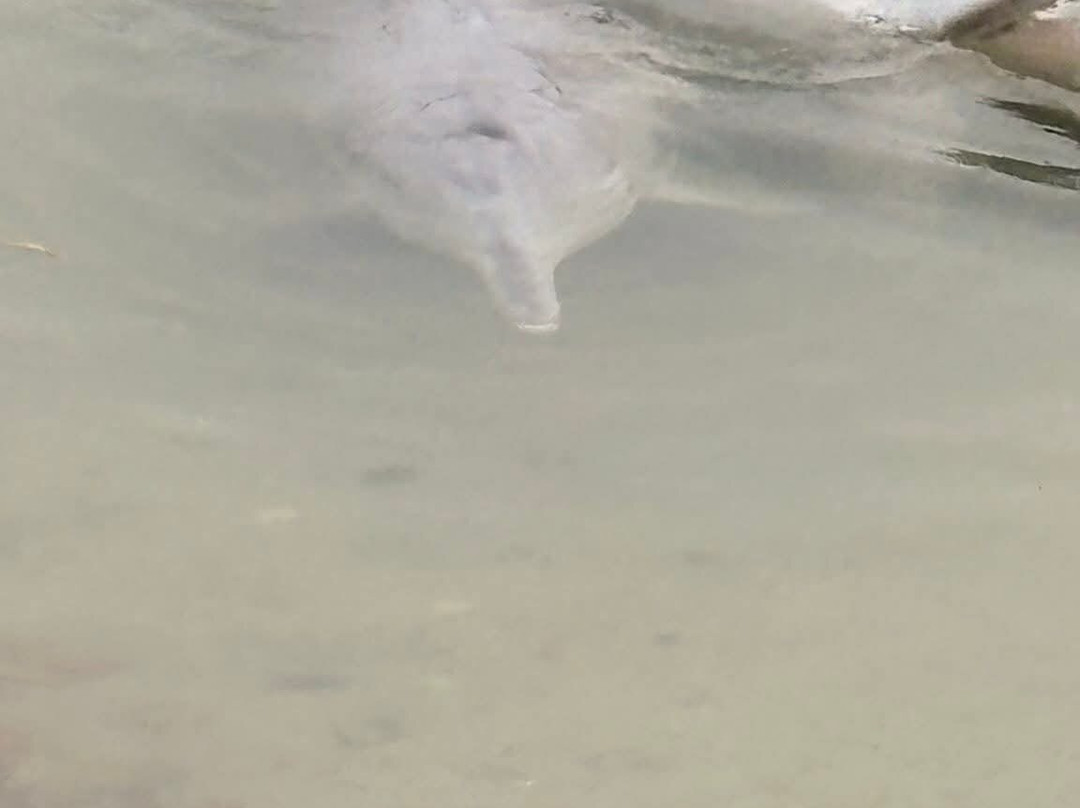 Barnacles Dolphin Centre-Tin Can Bay必去景点
