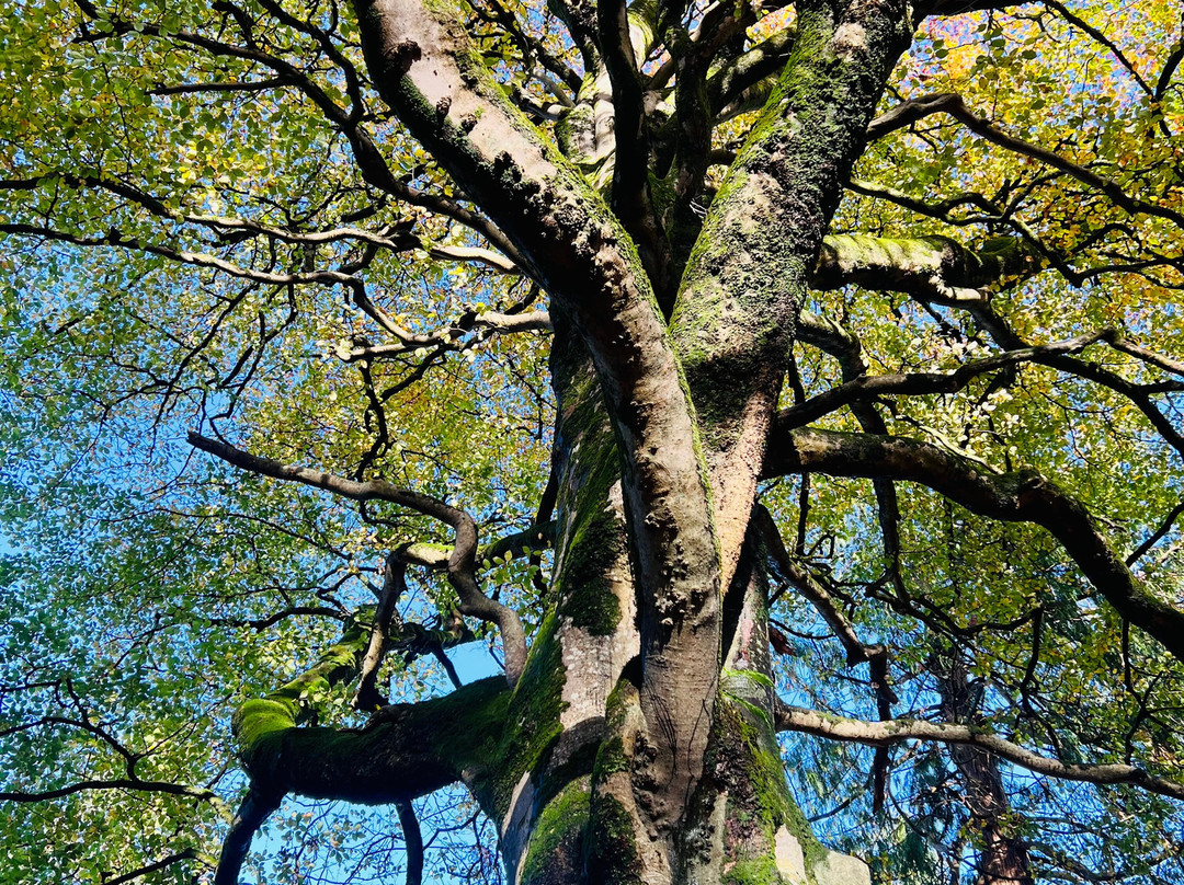 Seskinore Forest Park-奥马必去景点