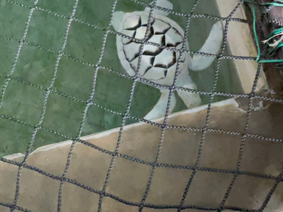 Ahungalla Sea Turtles Conservation And Research Center-亚洪加拉必去景点