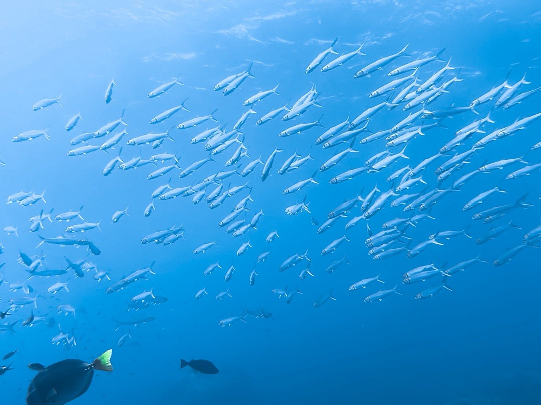 Dive Cabo Pulmo-Cabo Pulmo必去景点