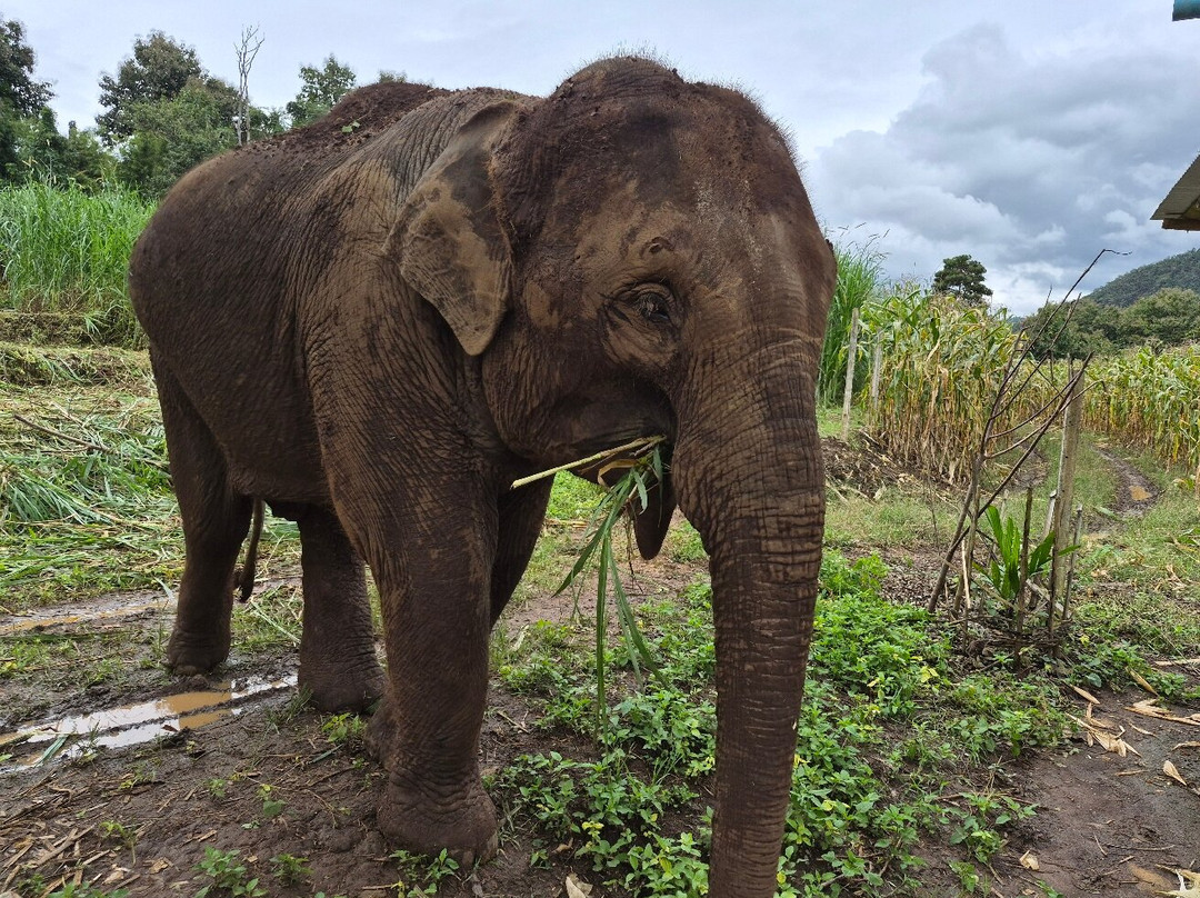 Elephant Sanctuary Care Park-清迈必去景点