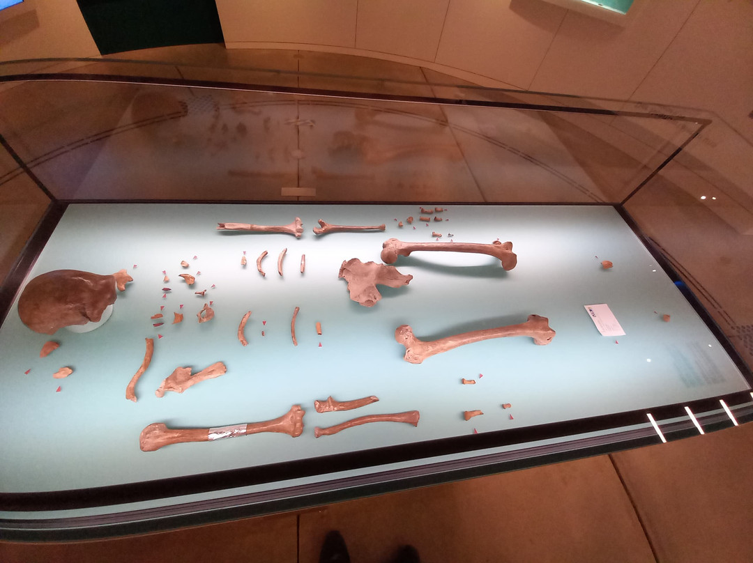 Rheinisches Landesmuseum Bonn-波恩必去景点