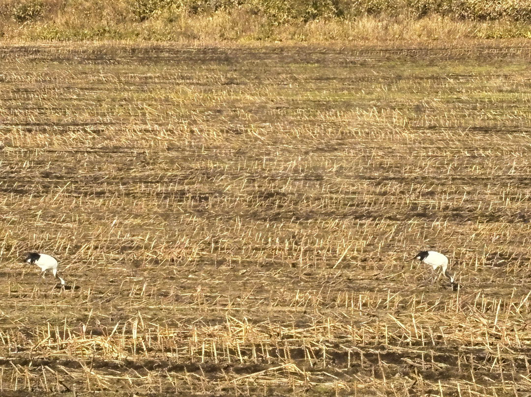 Akan Bus-钏路市必去景点