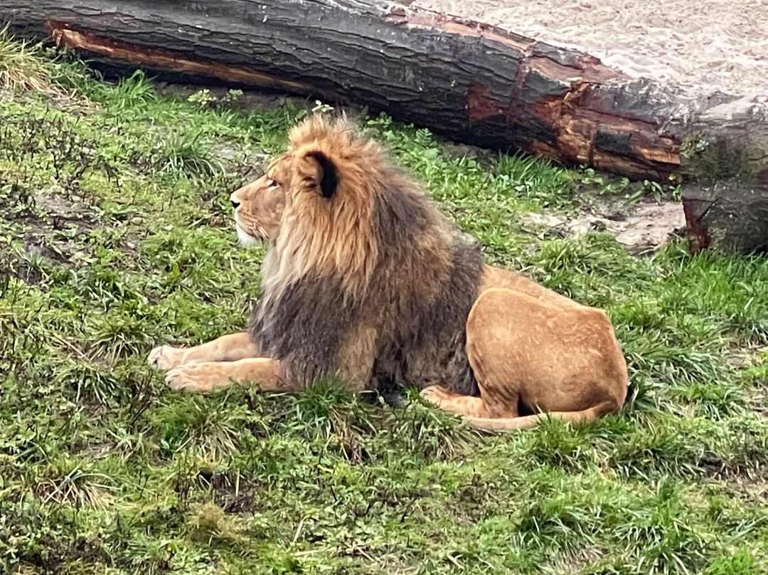 Wildlands Adventure Zoo Emmen-Emmen必去景点