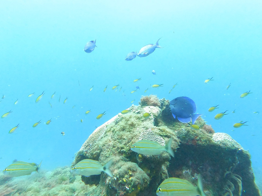 Boipeba Mergulho - Scuba Diving Center-Morere必去景点