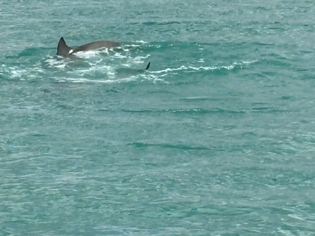 Perfect Nature Cruises-Monkey Mia必去景点