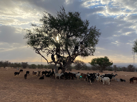 Lowtours-阿加迪尔必去景点