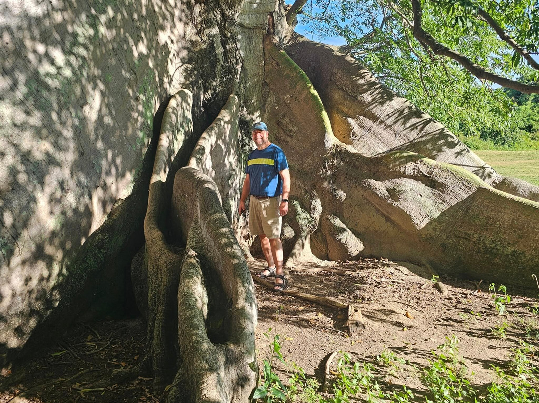 The Ceiba Tree Park-Vieques必去景点