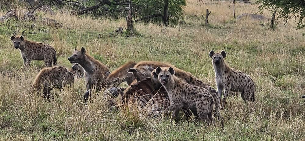 KILI SLOPE TOURS AND SAFARIS LTD-Usa River必去景点