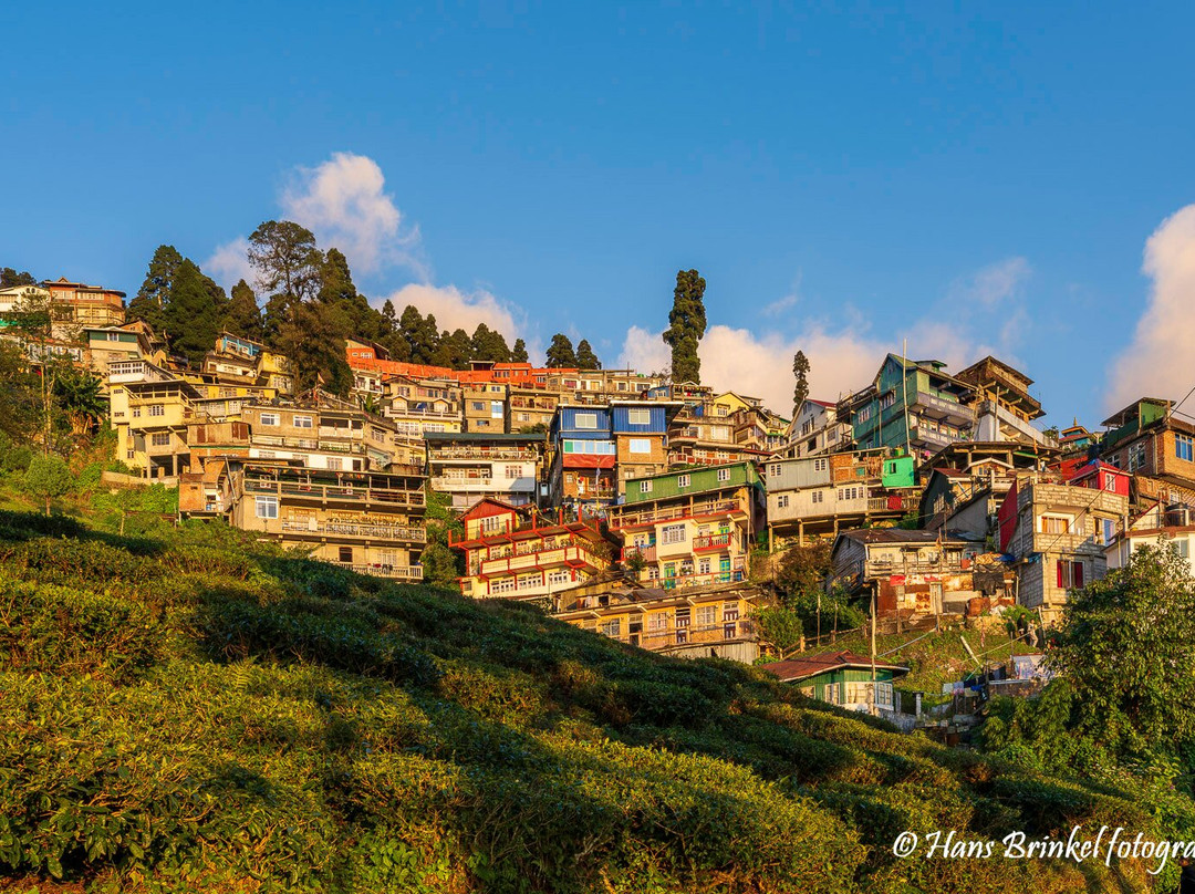 Tea Garden View-大吉岭必去景点