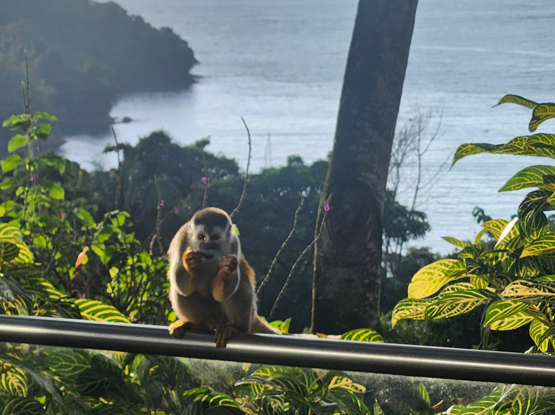 Hotel Makanda By The Sea Costa Rica主图