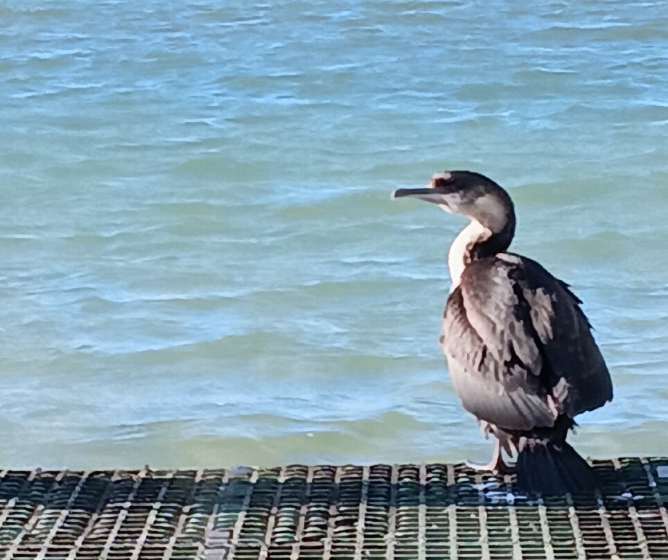 澳大利亚斯旺西汽车旅馆主图