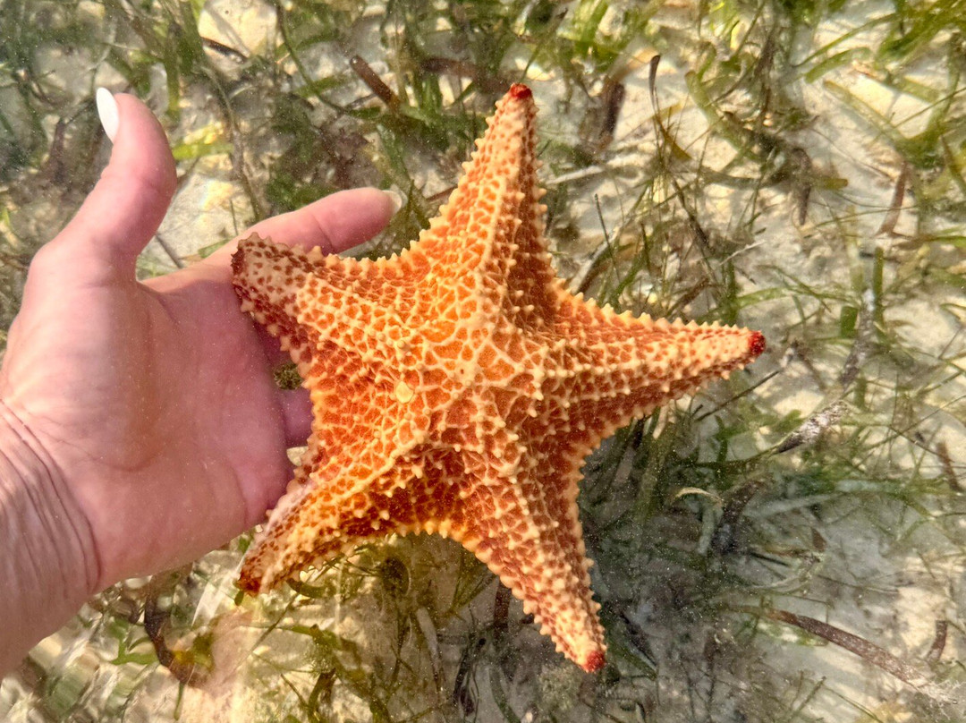 Joe Tourist Outdoor Adventures-乔治城必去景点