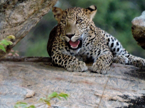 Udawalawe National Park l 4 Hours Safari Tour