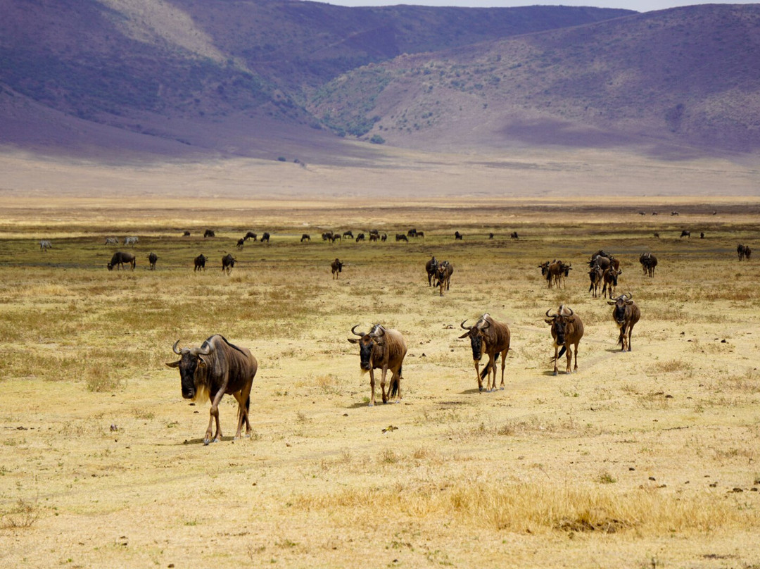 Tansania Reiseabenteuer SDL GmbH-柏林必去景点