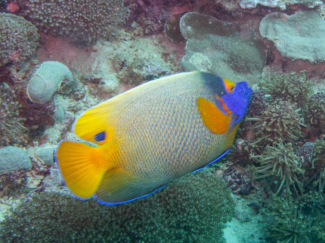 DivePoint Rannalhi-绚丽岛必去景点