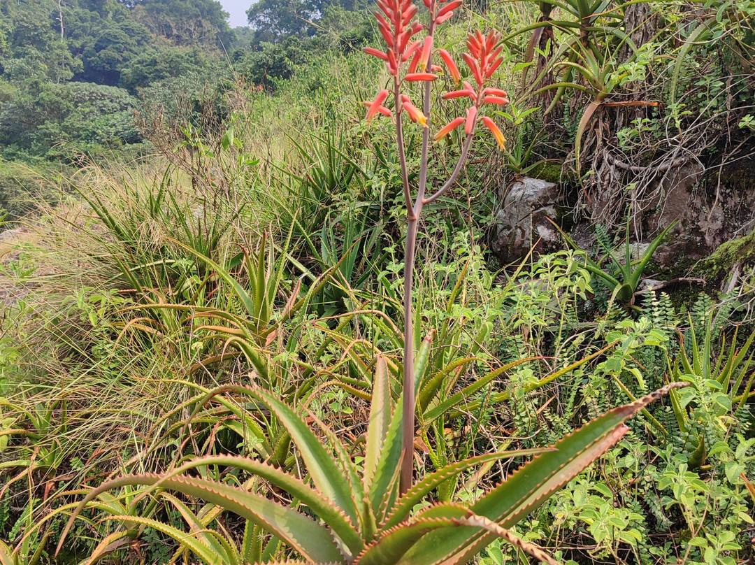 Griffin Falls-金贾必去景点