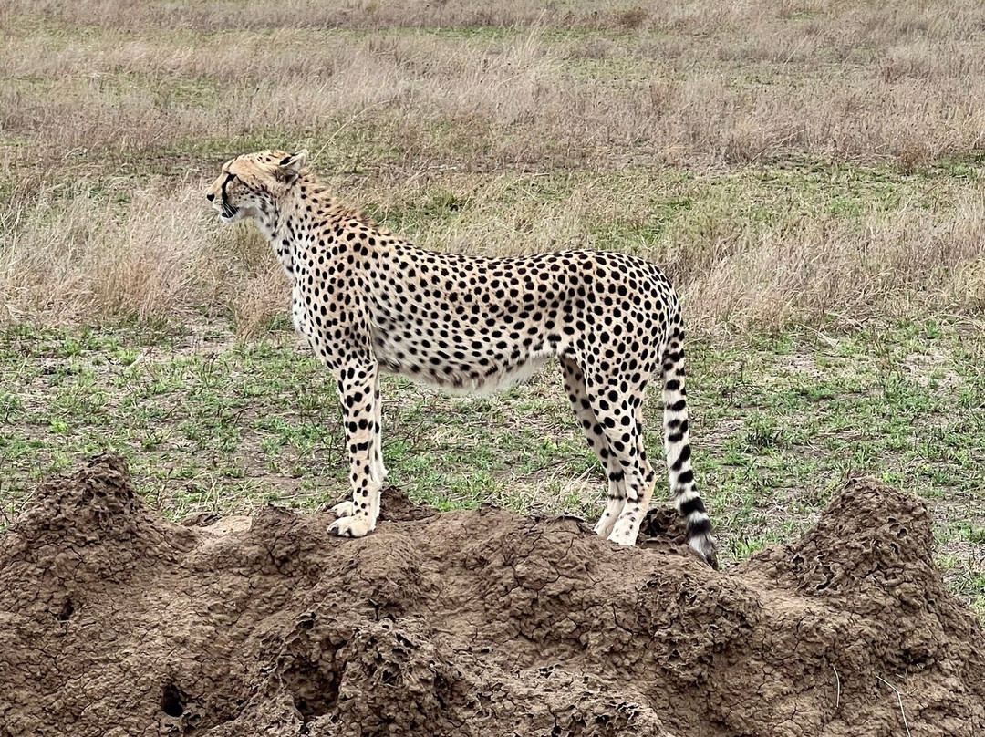 Mwewe Expeditions-阿鲁沙国家公园必去景点