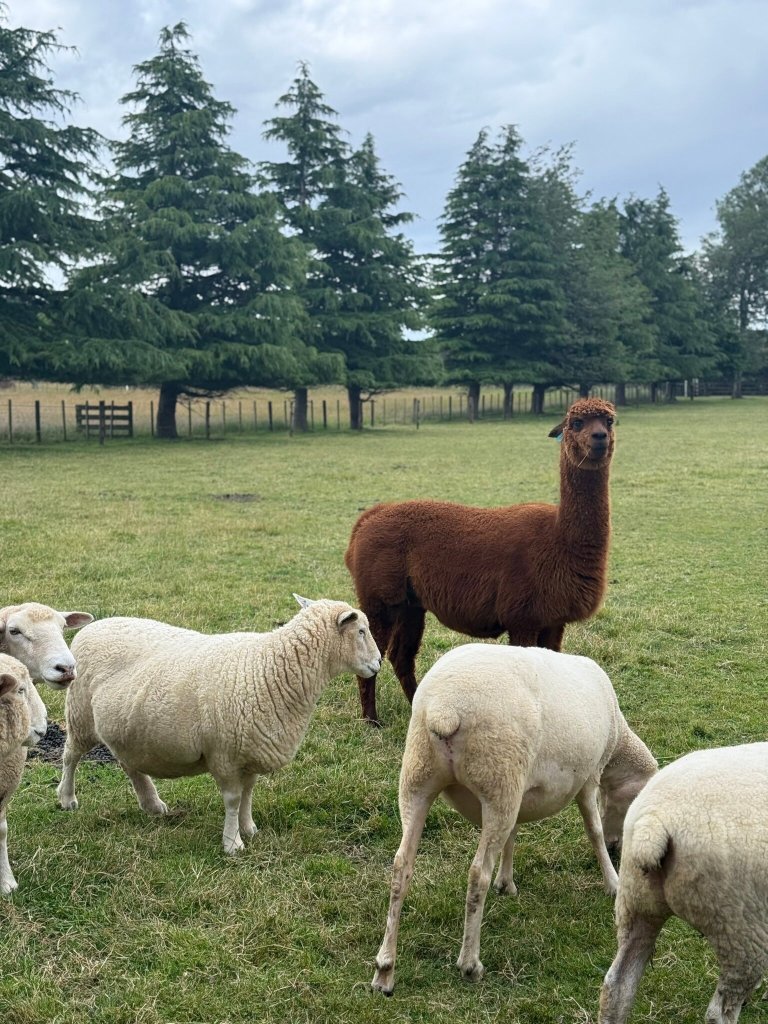 Ruapehu Country Lodge-官方